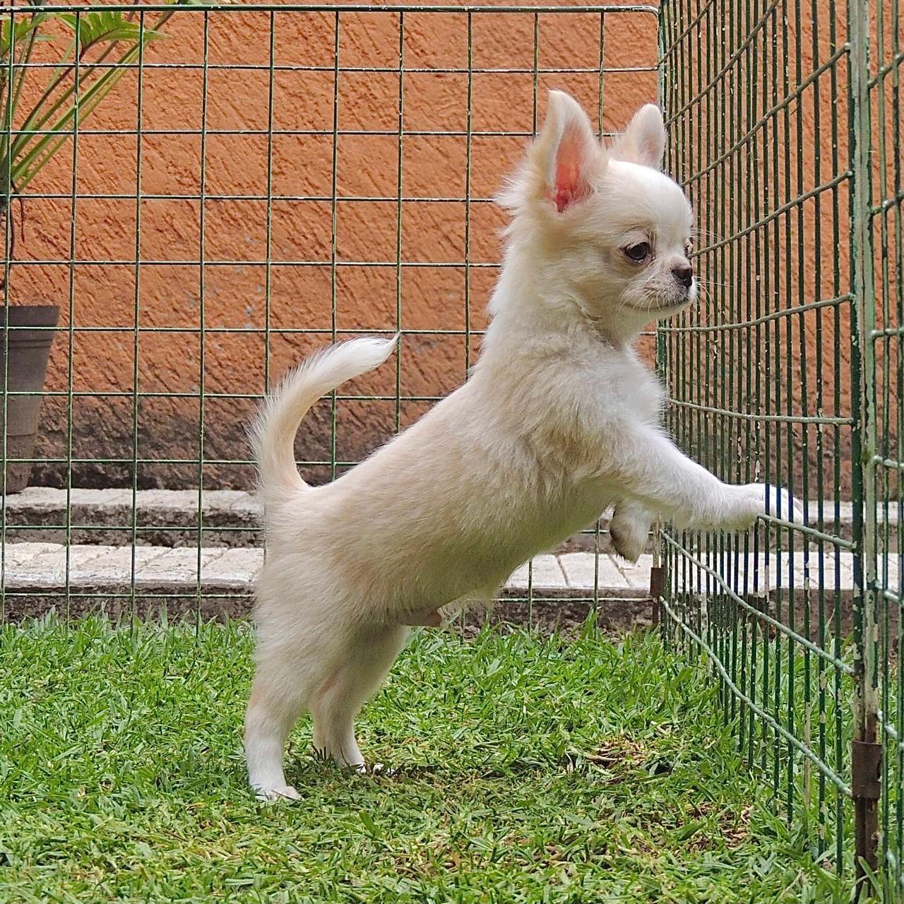 Chihuahueño 16